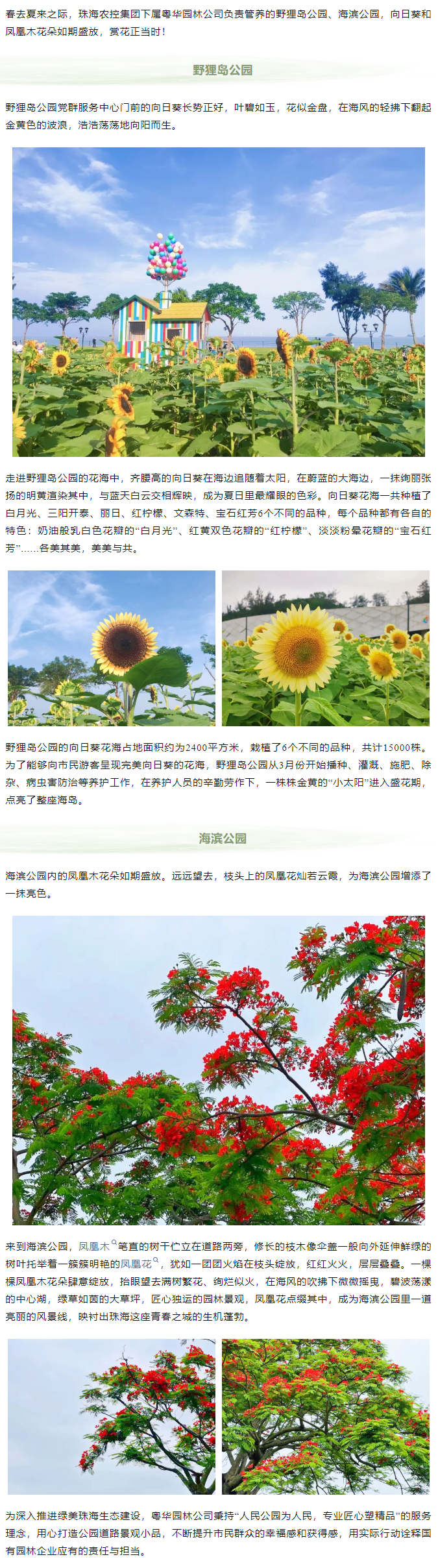 鳳凰花開 向陽而生  走！到市屬公園賞花去.png